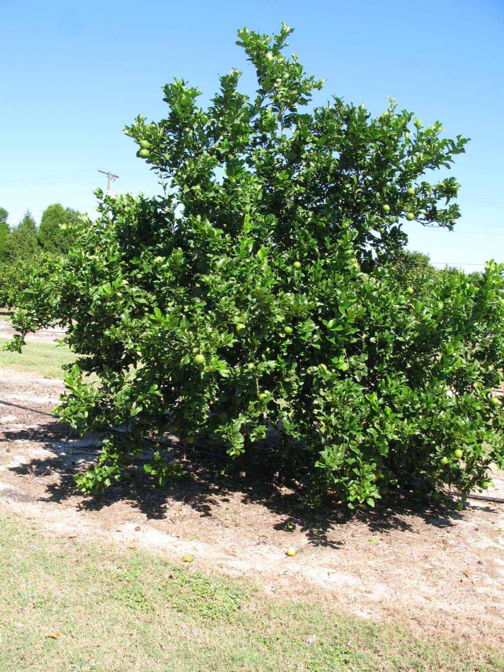            Habit (Winter Haven, FL)   